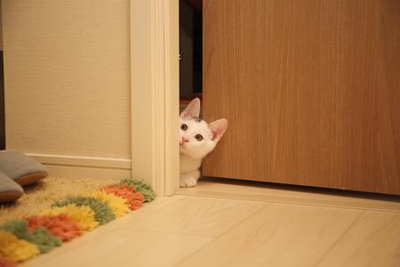 kattenluikje