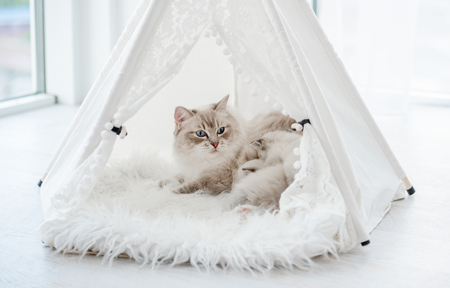 tipi tent kat