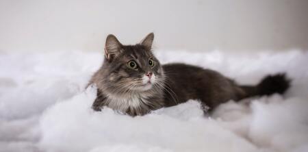 katten slaapzak