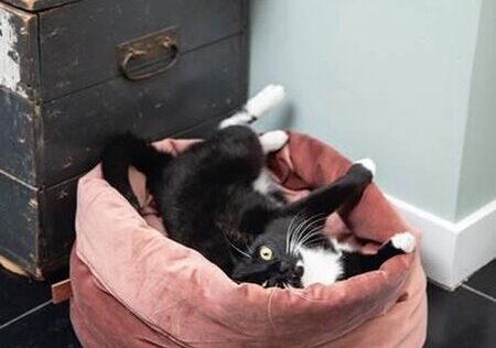 designed by lotte kattenmand