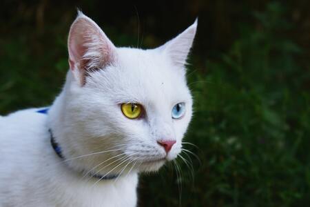 seresto vlooienband kat