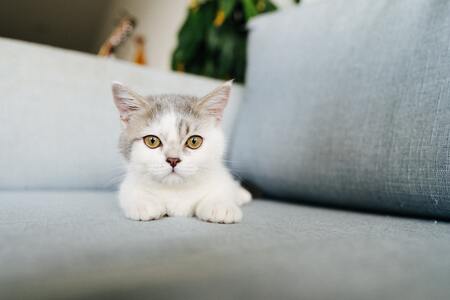 katten benodigdheden lijst