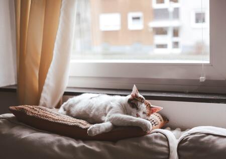 kattenmand donut fluffy