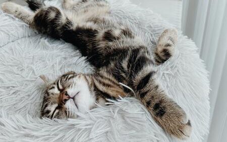 kattenmand luxe