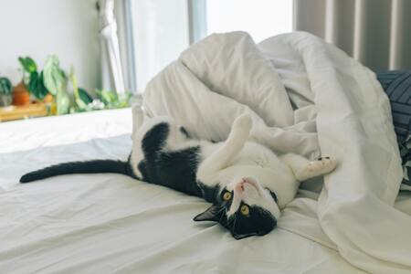luxe kattenmand