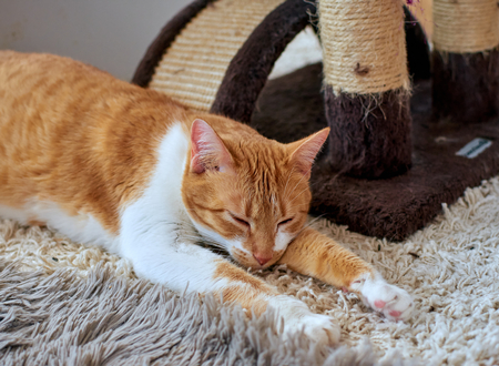 kattenbak design