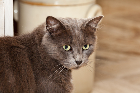 chartreux fokker