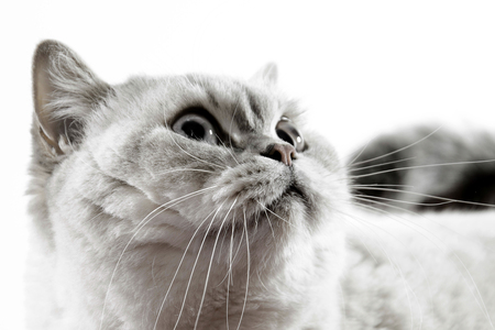 chartreux kittens te koop