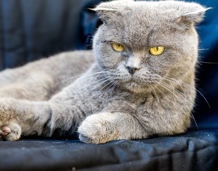 chartreux prijs