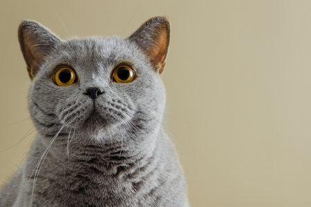 chartreux