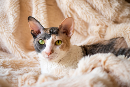 cornish rex kat