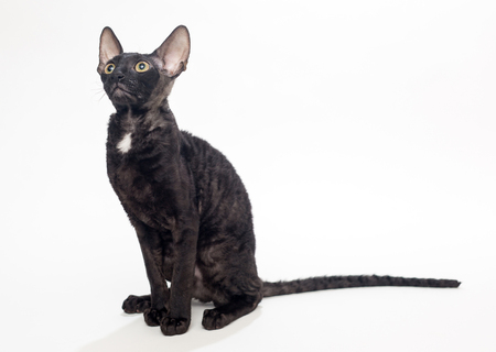 kat cornish rex