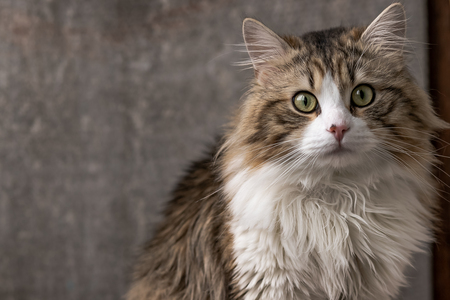 kattenbak voor grote katten