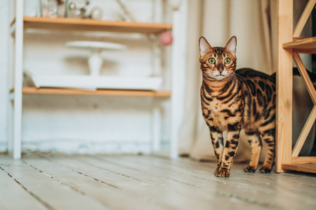 kattenbak xxl
