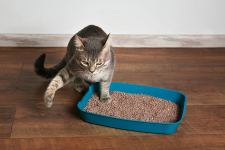 kattenbak hop in