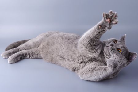 curver kattenbak deurtje