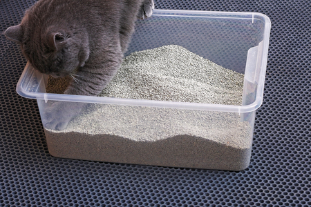 geurloze katten bak