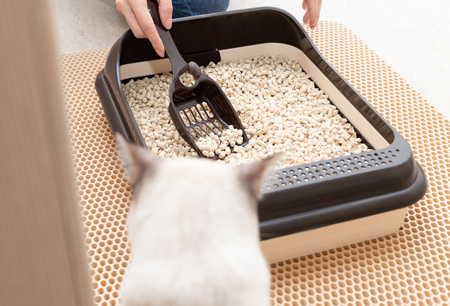 katten bak geurloos