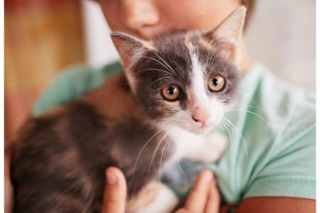 kattenmand op pootjes