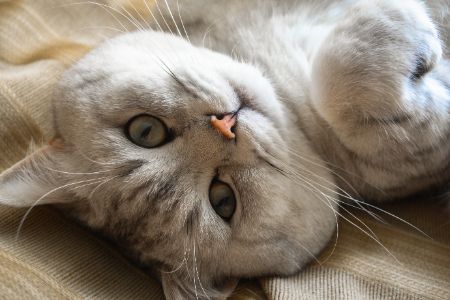 kattenmand pootjes