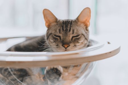 katten hang mat