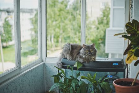 raam hangmat voor katten