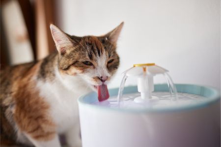 cat it drinkfontein
