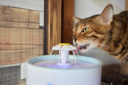 drink fontein kat action alternatief
