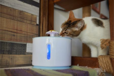 katten drinkfontein happy things