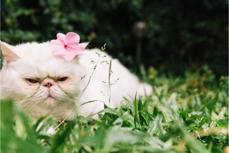kattenbak buiten zetten