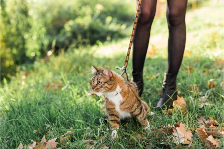 kattenbak buiten