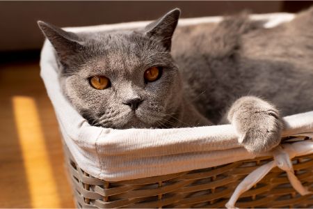 pets place alternatief koelmat kat