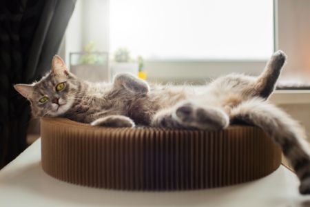 pets place katten koelmat alternatief