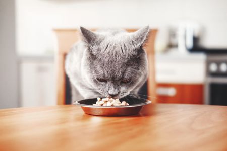 pettadore nutri fresh review