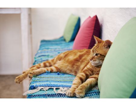 katten krabton ebi