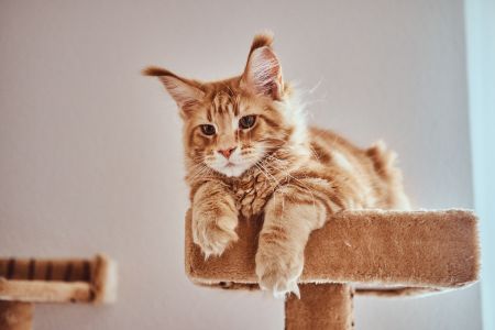 krab ton kat beige