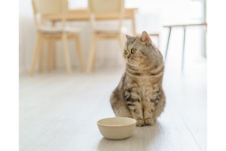 surefeed accessoires