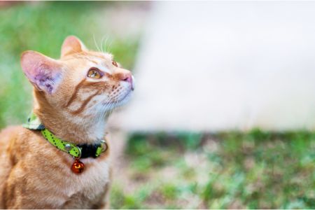 katten gps