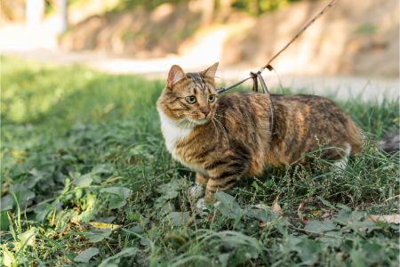 tracker kat