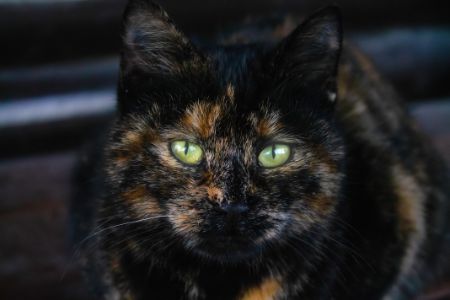 vlooienbandjes kat
