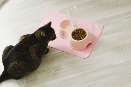 wat katten niet mogen eten