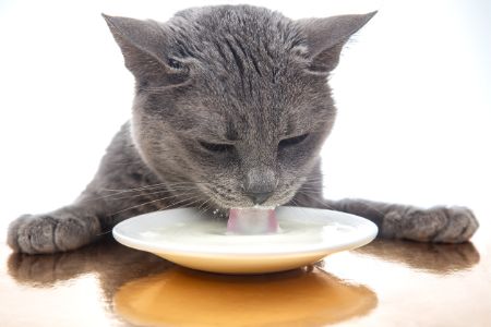 wat katten niet mogen eten