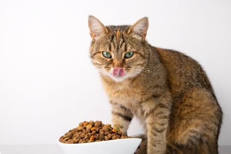 alternatief kattenvoer cranenbroek