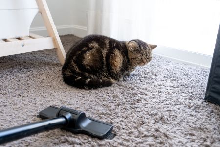 dierenhaar verwijderen