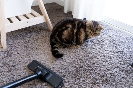 dierenharen verwijderen