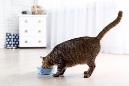 kattenbrokken lidl alternatief