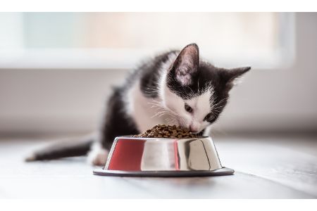 kattenvoer action alternatief