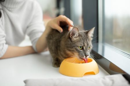 kattenvoer lidl alternatief