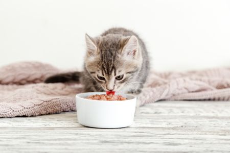 welkoop kattenbrokken alternatief